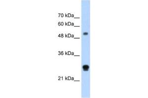 Western Blotting (WB) image for anti-Inhibin Binding Protein (INHBP) antibody (ABIN2462507) (IGSF1 antibody)