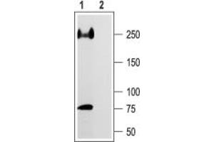 Western blot analysis of rat heart membranes:1.