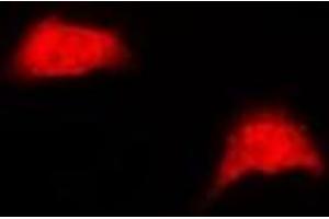 Immunofluorescent analysis of UBE2Z staining in HepG2 cells. (UBE2Z antibody)