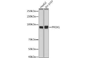 Western blot analysis of extracts of various cell lines, using PROX1 antibody (ABIN6132519, ABIN6146252, ABIN6146253 and ABIN6216882) at 1:1000 dilution. (PROX1 antibody  (AA 1-300))
