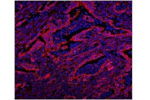 IF analysis of Caveolin-2/CAV2 using anti-Caveolin-2/CAV2 antibody (ABIN7601170). (Caveolin 2 antibody  (AA 3-162))