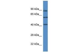 Western Blot showing Mapk12 antibody used at a concentration of 1. (MAPK12 antibody  (C-Term))