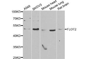 Western blot analysis of extracts of various cell lines, using FLOT2 antibody.