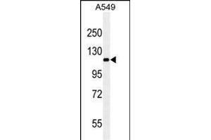 RET ABIN659065 western blot analysis in A549 cell line lysates (35 μg/lane). (Ret Proto-Oncogene antibody)