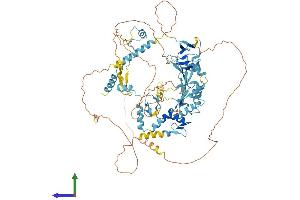 AlphaFold protein structure predicition of Human Recombinant RBM5 Protein, UniprotID P52756