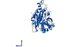 Protein Structure (PS) image for Nitrilase 1 (NIT1) (AA 1-323) protein (His tag) (ABIN7559861)