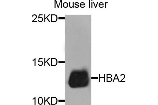 HBa2 antibody