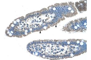 EDG8 antibody was used for immunohistochemistry at a concentration of 4-8 ug/ml to stain Epithelial cells of intestinal villus (arrows) in Human Intestine. (S1PR5 antibody  (N-Term))