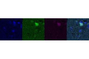 Immunohistochemistry (IHC) image for anti-Purkinje Cell Protein 4 (PCP4) antibody (ABIN7456054)