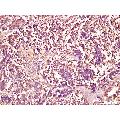 anti-Smad1/5 Protein (SMAD1/5) (AA 361-465) antibody