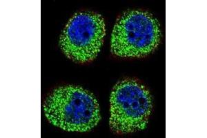 Confocal immunofluorescent analysis of ARRB1 Antibody (C-term)(Cat#AP50255PU-N) with A549 cell followed by Alexa Fluor 488-conjugated goat anti-rabbit lgG (green).