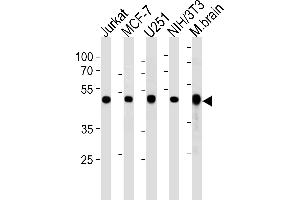 ENO1 Antibody (Center) (ABIN390429 and ABIN2840814) western blot analysis in Jurkat,MCF-7,,mouse NIH/3T3 cell line and mouse brain tissue lysates (35 μg/lane).