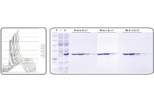 SDS-PAGE (SDS) image for INDIGO Ni-Agarose (ABIN4368209)