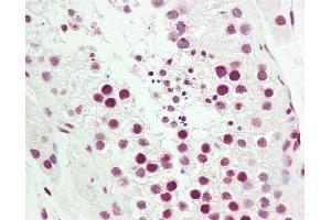 Anti-COUP-TFII / NR2F2 antibody IHC staining of human testis. (NR2F2 antibody  (AA 1-30))