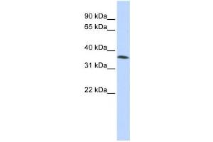 Western Blotting (WB) image for anti-Family with Sequence Similarity 164, Member A (FAM164A) antibody (ABIN2457929)