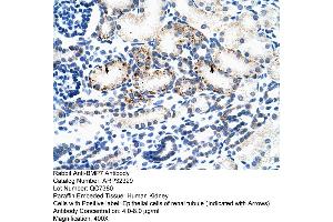 Human kidney (BMP7 antibody  (N-Term))