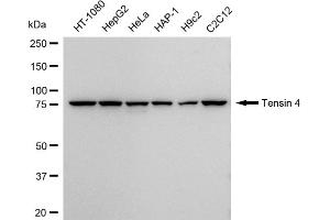 anti-Tensin 4 (TNS4) antibody