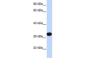 WB Suggested Anti-PDGFB Antibody Titration: 0. (PDGFB antibody  (N-Term))