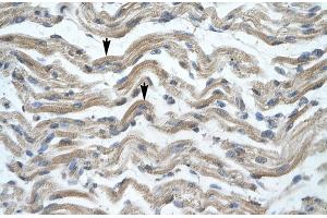 Human Muscle (MSX1 antibody  (Middle Region))