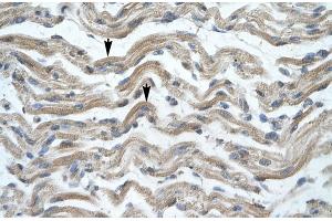 Human Muscle (MSX1 antibody  (Middle Region))