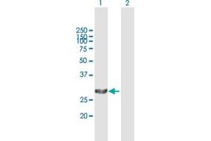Western Blot analysis of PSME1 expression in transfected 293T cell line by PSME1 MaxPab polyclonal antibody. (PSME1 antibody  (AA 1-249))