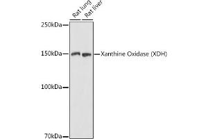 Western blot analysis of extracts of various cell lines, using Xanthine Oxidase (XDH) antibody (ABIN6130807, ABIN6150286, ABIN6150287 and ABIN6216896) at 1:1000 dilution. (XDH antibody  (AA 1-280))
