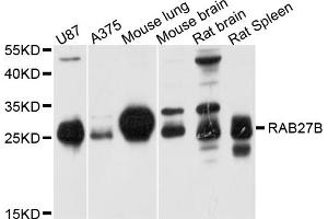 Western blot analysis of extracts of various cell lines, using RAB27B antibody (ABIN5998648) at 1/1000 dilution. (RAB27B antibody)