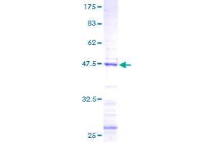 FGF18 Protein (AA 29-207) (GST tag)