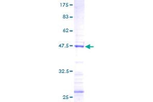FGF18 Protein (AA 29-207) (GST tag)