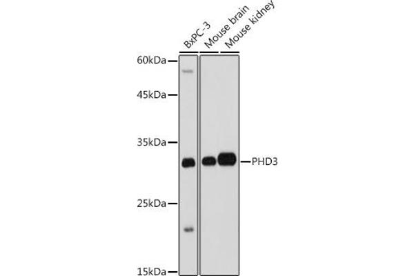 EGLN3 antibody  (AA 1-120)