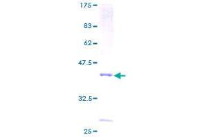 PLA2G2D Protein (AA 1-145) (GST tag)