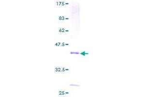 SDS-PAGE (SDS) image for Phospholipase A2, Group IID (PLA2G2D) (AA 1-145) protein (GST tag) (ABIN1793219) (PLA2G2D Protein (AA 1-145) (GST tag))