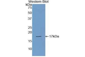 Western Blotting (WB) image for anti-Transthyretin (TTR) (AA 21-147) antibody (ABIN1078613)