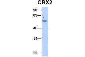 Host:  Rabbit  Target Name:  CBX2  Sample Type:  Human Adult Placenta  Antibody Dilution:  1. (CBX2 antibody  (N-Term))