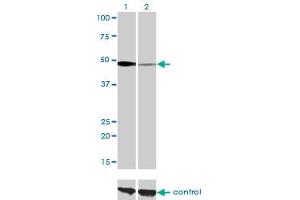 Western Blotting (WB) image for anti-Nuclear Factor I/C (CCAAT-Binding Transcription Factor) (NFIC) (AA 1-429) antibody (ABIN598836) (NFIC antibody  (AA 1-429))