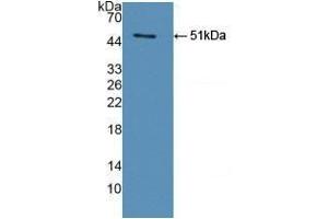 Detection of Recombinant legumain, Human using Polyclonal Antibody to Legumain (LGMN) (LGMN antibody  (AA 18-433))
