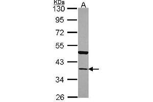 WB Image Sample (30 ug of whole cell lysate) A: 293T 10% SDS PAGE antibody diluted at 1:2000 (Annexin A13 antibody  (N-Term))