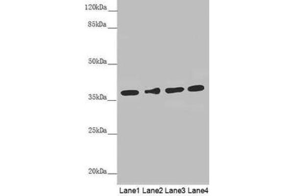 ERLIN2 antibody  (AA 212-339)