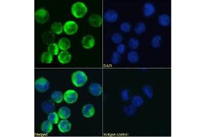 Immunofluorescence staining of U937 cells using anti-CD131 antibody BION-1. (Recombinant CD131 antibody)