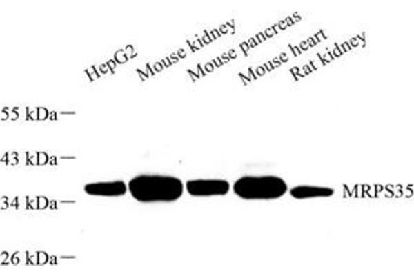 MRPS35 antibody