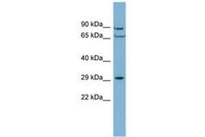 Image no. 1 for anti-CutC Copper Transporter Homolog (CUTC) (AA 179-228) antibody (ABIN6741896) (CUTC antibody  (AA 179-228))