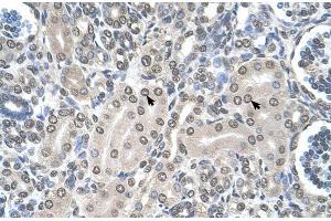 Human kidney (SHMT2 antibody  (C-Term))