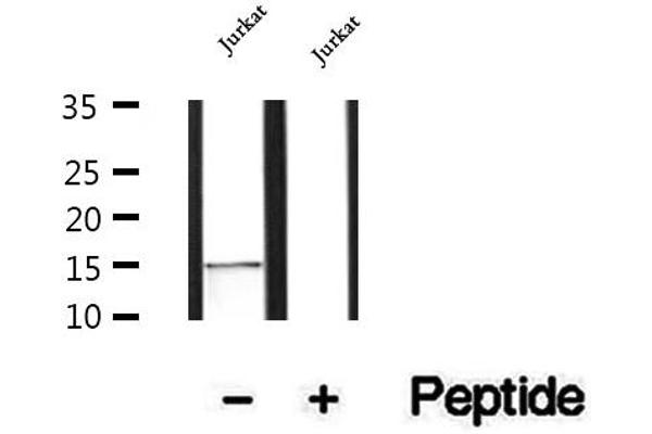 MRFAP1 antibody  (Internal Region)