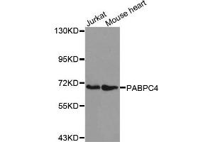 Western Blotting (WB) image for anti-Poly(A) Binding Protein, Cytoplasmic 4 (Inducible Form) (PABPC4) antibody (ABIN1876977) (PABPC4 antibody)