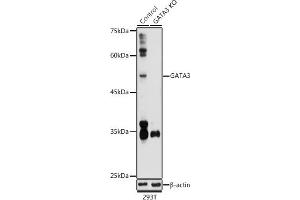 Western blot analysis of extracts from normal (control) and G knockout (KO) 293T cells, using G antibody (ABIN6129535, ABIN6140973, ABIN6140974 and ABIN6218721) at 1:1000 dilution. (GATA3 antibody  (AA 1-260))