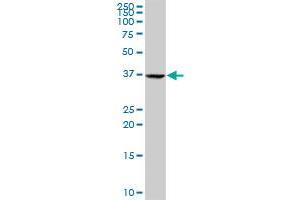 E2F4 MaxPab rabbit polyclonal antibody. (E2F4 antibody  (AA 1-413))