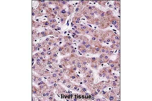 SYT6 antibody  (C-Term)