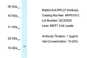 Western Blotting (WB) image for anti-Ribosomal Protein L37 (RPL37) (Middle Region) antibody (ABIN2774327)