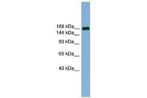 PARD3 antibody used at 1 ug/ml to detect target protein. (PARD3 antibody)