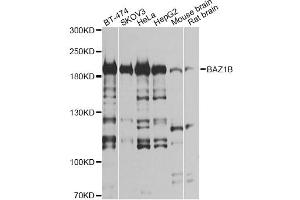 Western blot analysis of extracts of various cell lines, using BAZ1B antibody (ABIN6290092) at 1:1000 dilution. (BAZ1B antibody)
